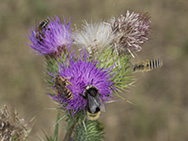 Honigbiene, Wildbienen und Hummel auf einer Distelblüte